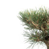 Pinus thunbergii - B4699