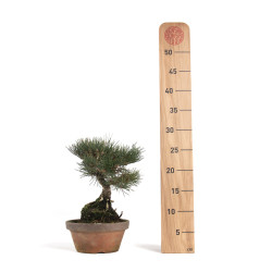 Pinus thunbergii - B4699