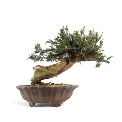 Juniperus sabina - B4714