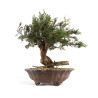 Juniperus sabina - B4714