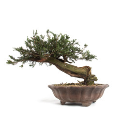 Juniperus sabina - B4714