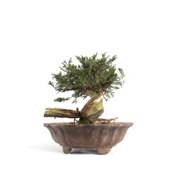 Juniperus sabina - B4714