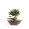 Juniperus sabina - B4714