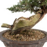 Juniperus sabina - B4714