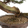 Juniperus sabina - B4714