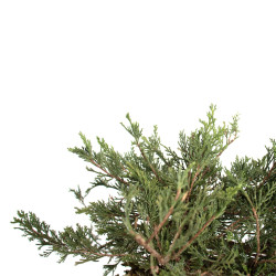 Juniperus sabina - B4714