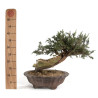 Juniperus sabina - B4714