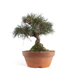 Pinus thunbergii - B4738
