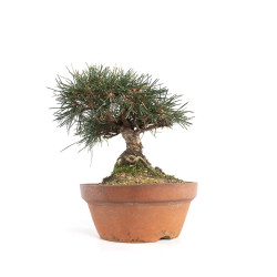 Pinus thunbergii - B4738