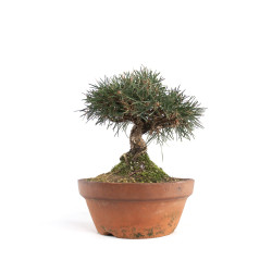Pinus thunbergii - B4738