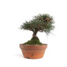 Pinus thunbergii - B4738