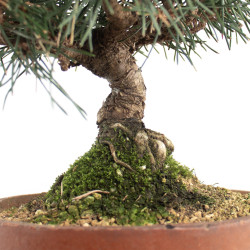 Pinus thunbergii - B4738