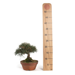 Pinus thunbergii - B4738