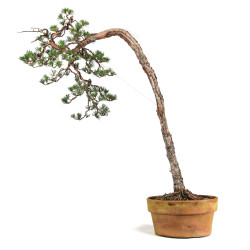 Pinus sylvestris - B4812
