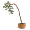 Pinus sylvestris - B4812