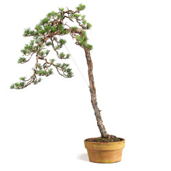 Pinus sylvestris - B4812