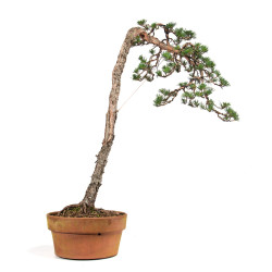 Pinus sylvestris - B4812