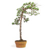 Pinus sylvestris - B4812