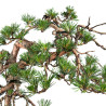 Pinus sylvestris - B4812
