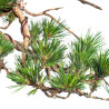 Pinus sylvestris - B4812