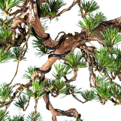 Pinus sylvestris - B4812