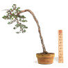 Pinus sylvestris - B4812