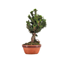 Sekka Hinoki - B4841