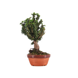 Sekka Hinoki - B4841