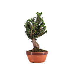 Sekka Hinoki - B4841