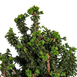 Sekka Hinoki - B4841