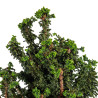 Sekka Hinoki - B4841