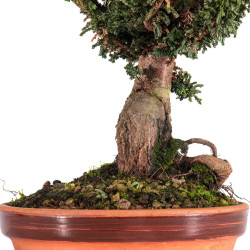 Sekka Hinoki - B4841