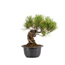 Pinus thunbergii - B4966