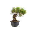 Pinus thunbergii - B4966