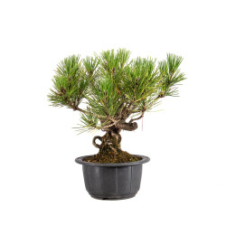 Pinus thunbergii - B4966