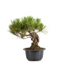 Pinus thunbergii - B4966