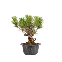 Pinus thunbergii - B4966
