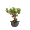 Pinus thunbergii - B4966