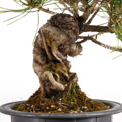 Pinus thunbergii - B4966