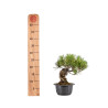 Pinus thunbergii - B4966