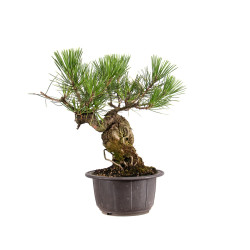 Pinus thunbergii - B4977