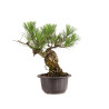 Pinus thunbergii - B4977