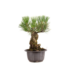 Pinus thunbergii - B4977