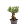 Pinus thunbergii - B4977
