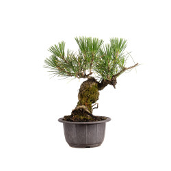Pinus thunbergii - B4977