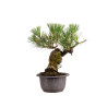 Pinus thunbergii - B4977