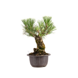 Pinus thunbergii - B4977