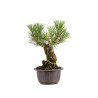 Pinus thunbergii - B4977