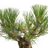 Pinus thunbergii - B4977