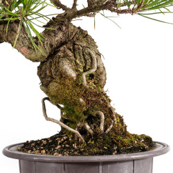 Pinus thunbergii - B4977